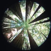 Redwood Circle Up